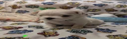 Maltese dogs for sale: Stunning Maltese puppies - Advert 4