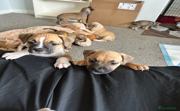 American Bull Staffy dogs - Advert 1