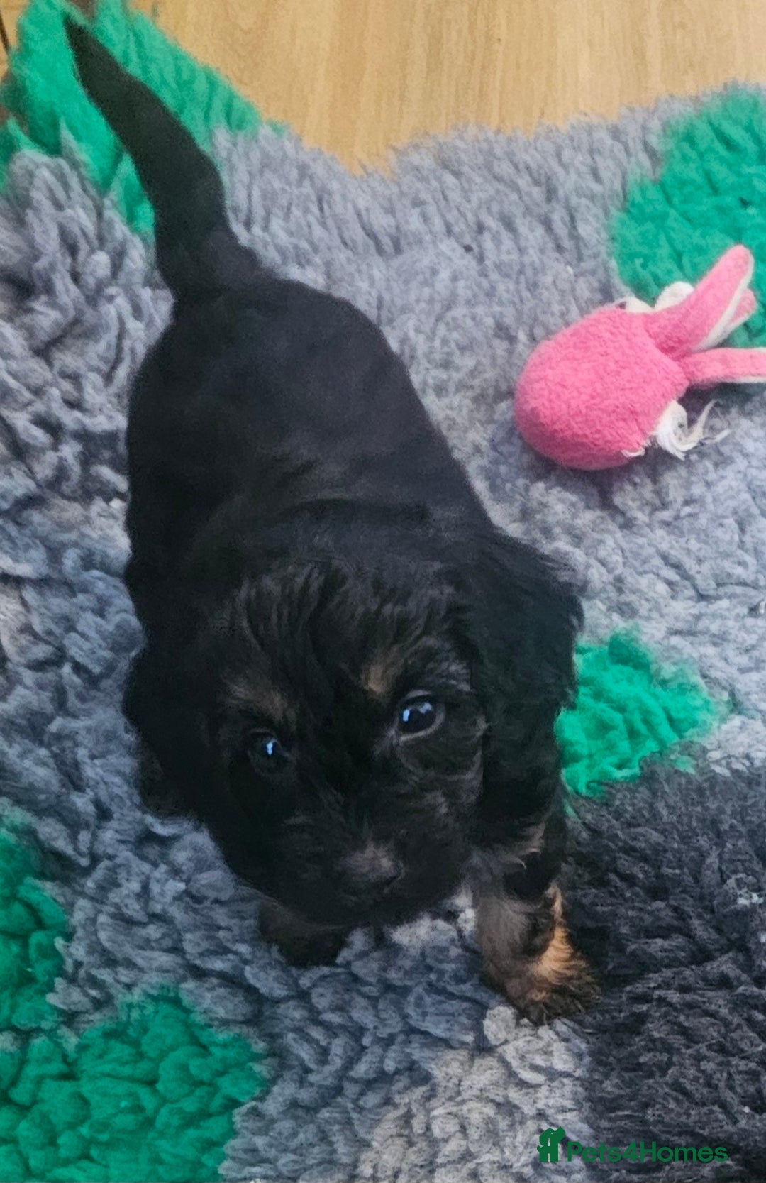 Cockapoo dogs for sale: The best cockapoos - Image 31