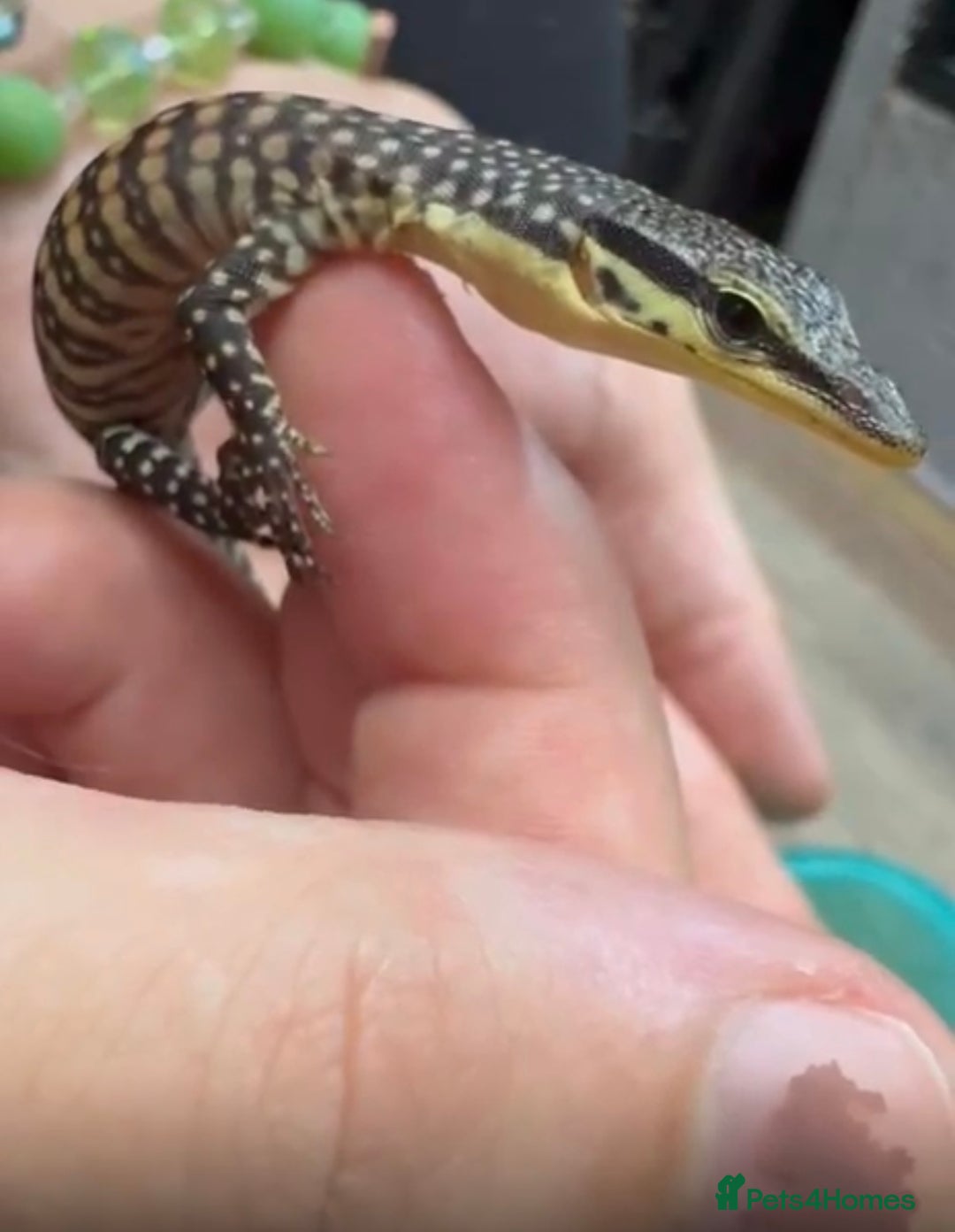 Monitor reptiles for sale: Kimberley rock monitor - Image 3