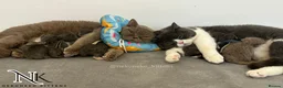 British Shorthair cats for sale: Exceptional GCCF REGISTERED BSH KITTENS - Advert 28