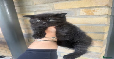 British Shorthair cats - Advert 4