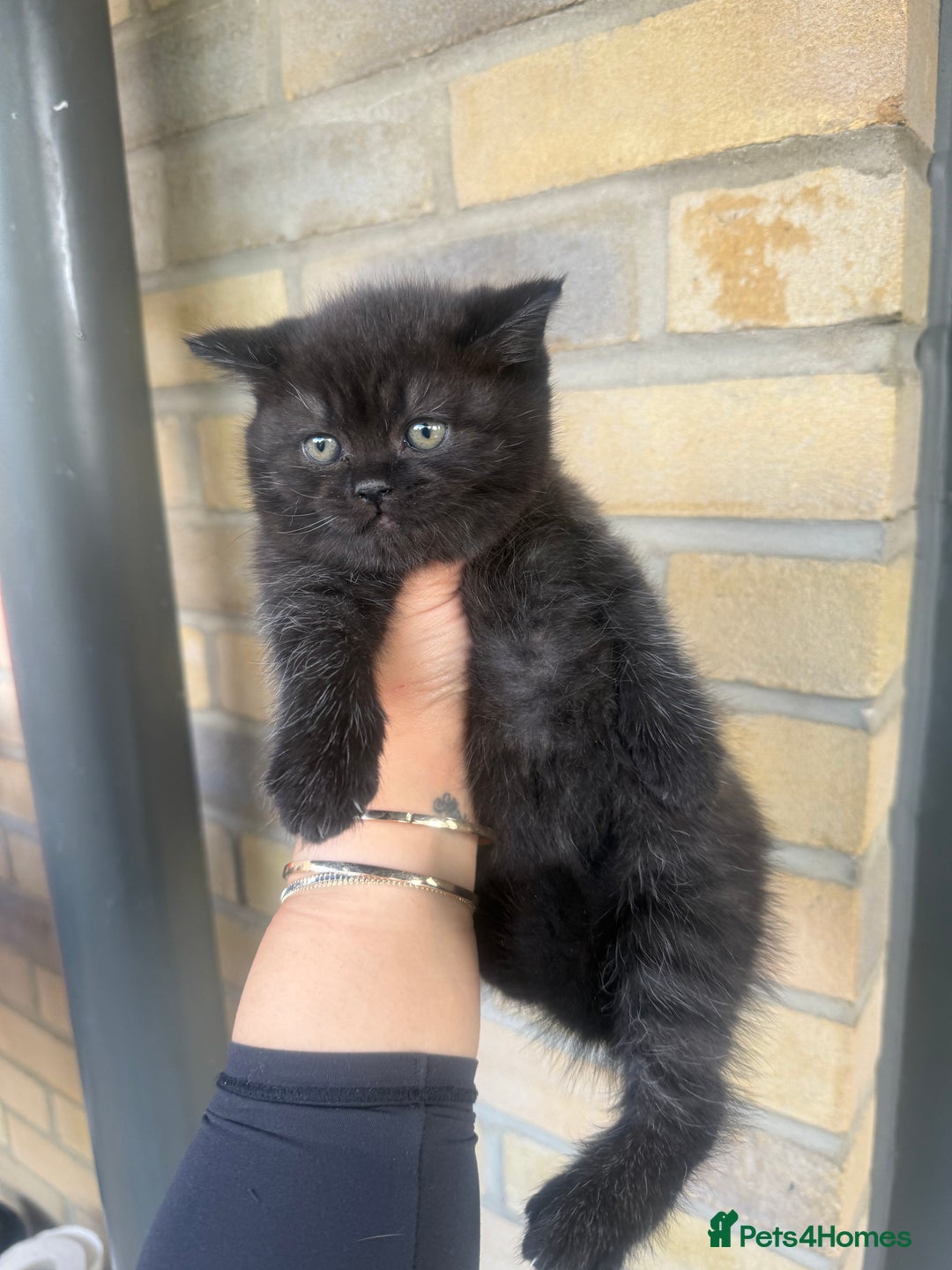 British Shorthair cats for sale: British rainbow shorthair kittens - Image 2