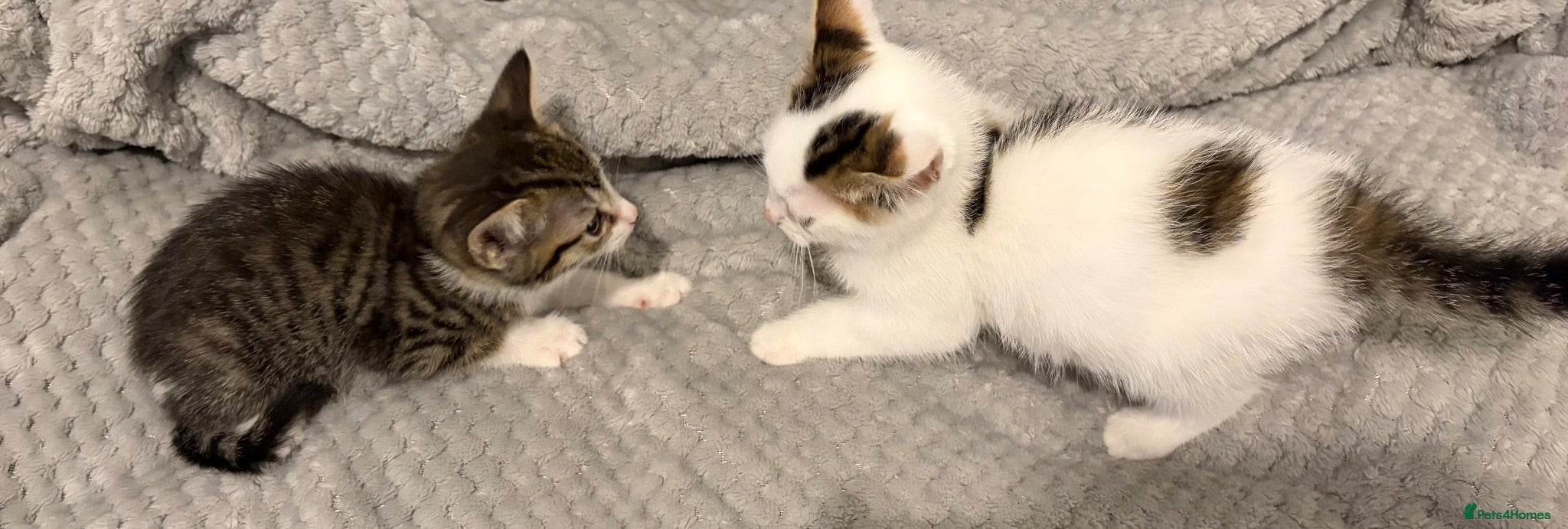 Mixed Breed cats Male and female kittens for sale  - Advert 1