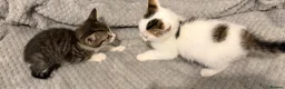 Mixed Breed cats for sale: Male and female kittens for sale  - Advert 1