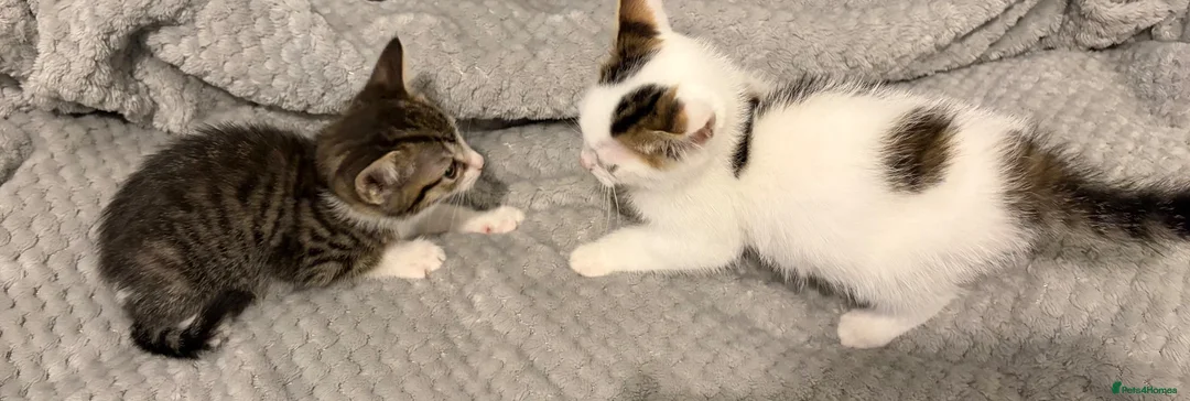 Mixed Breed cats for sale: Male and female kittens for sale  - Advert 1