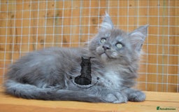 Maine Coon cats for sale: Maine coon kitten silver ticked girl TICA tested - Image 12
