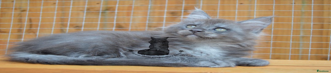 Niko