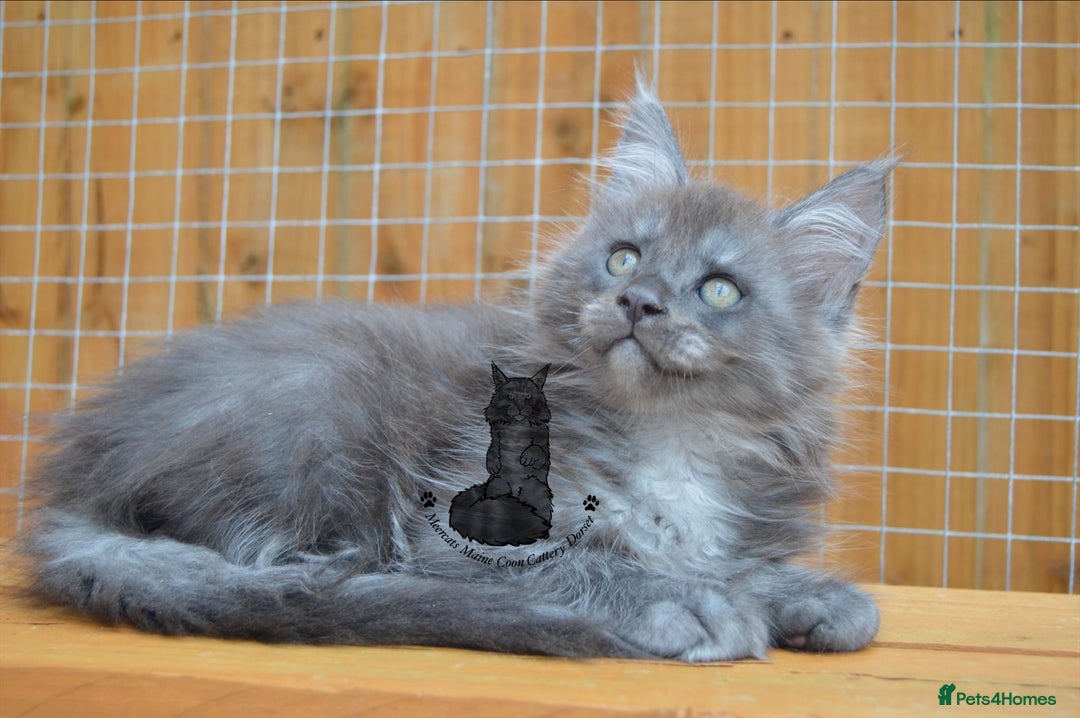 Maine Coon cats for sale: Maine coon kitten silver ticked girl TICA tested - Image 12