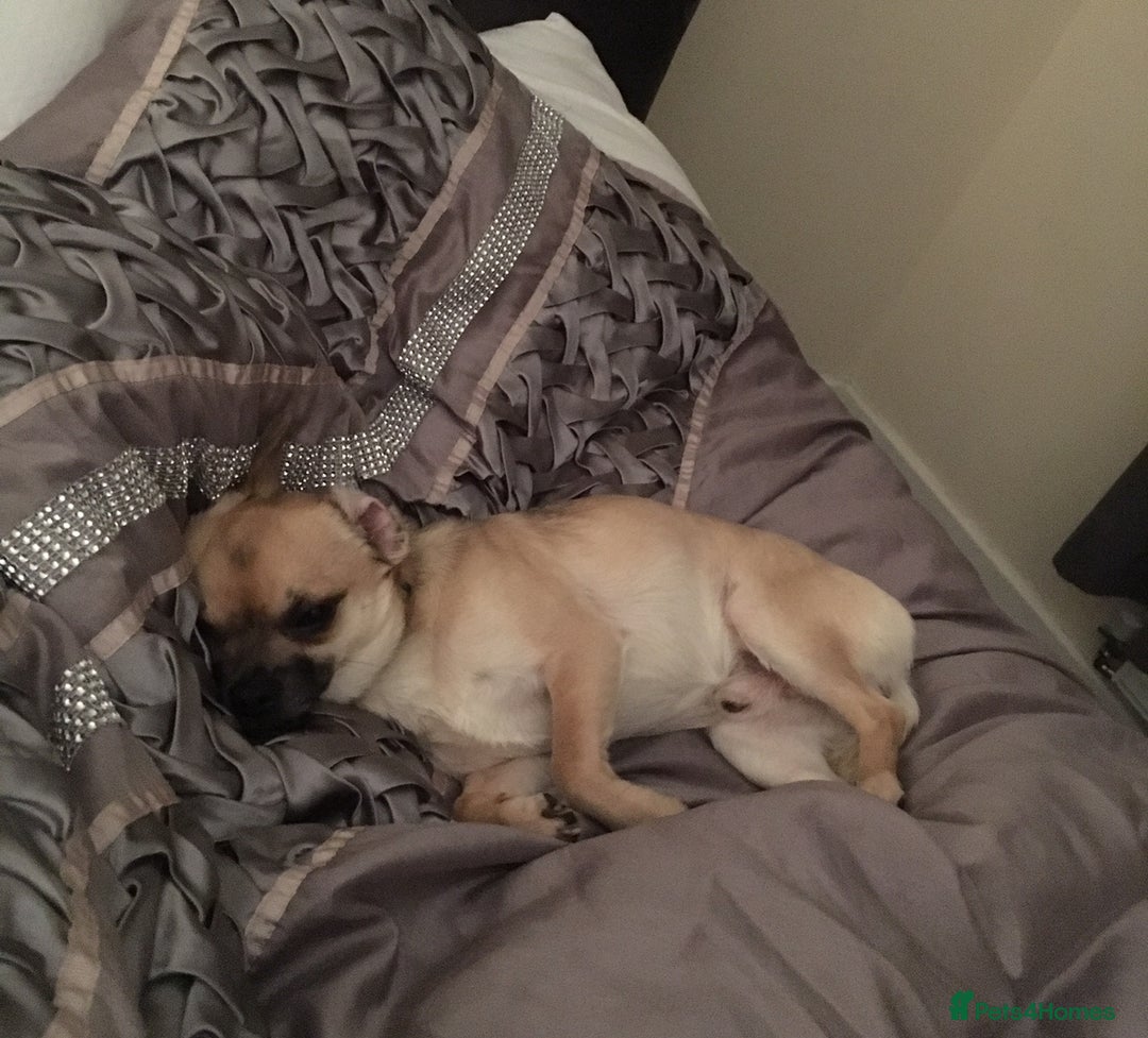 Mixed Breed dogs for sale: Chihuahua x jack Russell male puppy 9 weeks old  - Image 5