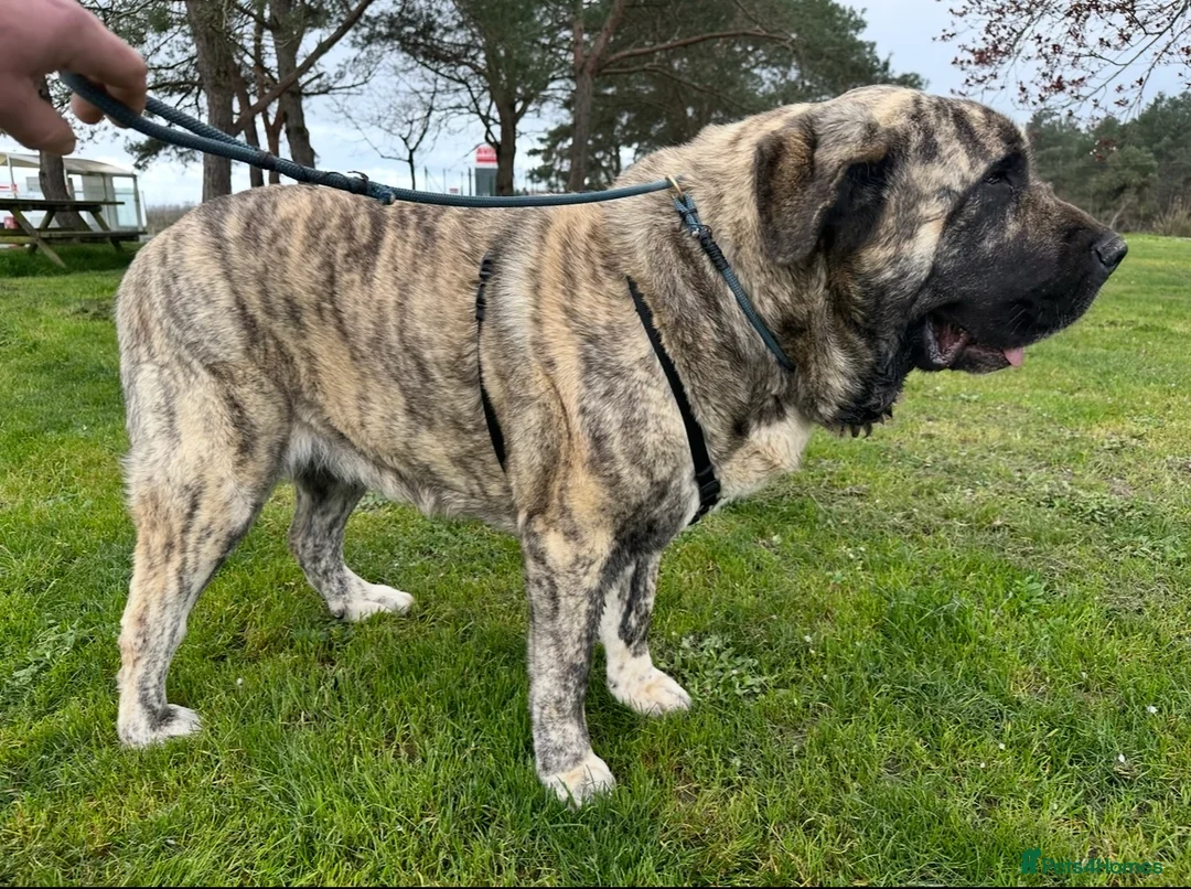 Mastiff dogs for sale: Registered Spanish mastiff puppies  - Advert 8