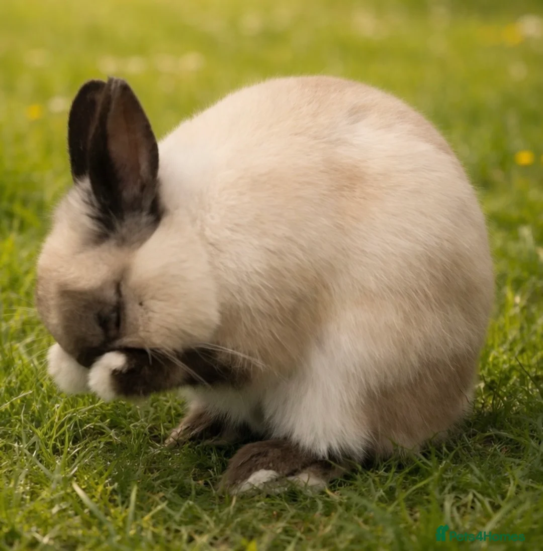 Netherland Dwarf rabbits for sale: Bunny up for sale - Responds to snuggles!  - Advert 1