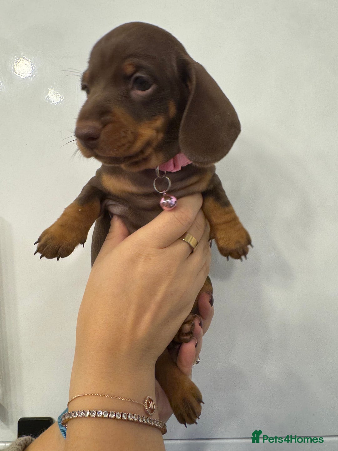 Miniature Dachshund dogs for sale: KC reg miniature dachshund puppies 4 girls 4 boys - Advert 26