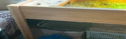 Tortoise reptiles for sale: 2 male 10 year old tortoises for sale  - Advert 9