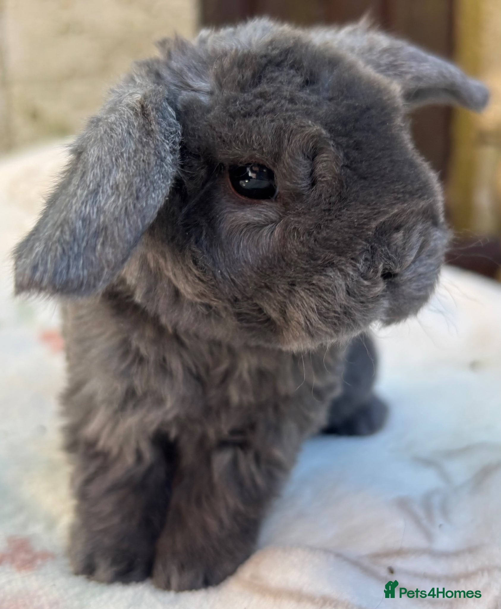 Mini Lop rabbits Mini Plush Lop and Plush Carrier litters - Advert 1
