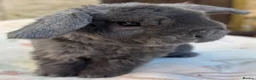 Mini Lop rabbits for sale: Mini Plush Lop and Plush Carrier litters - Advert 1