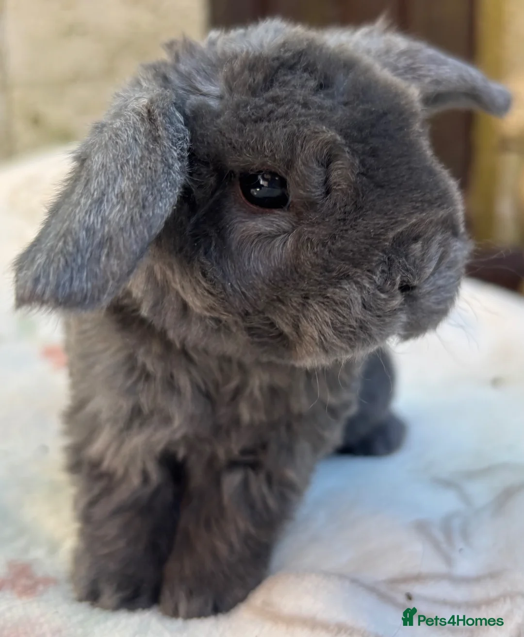 Mini Lop rabbits for sale: Mini Plush Lop and Plush Carrier litters - Advert 1