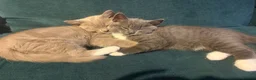British Shorthair cats for sale: 5 beautiful BSH x Ragdoll kittens  - Advert 13