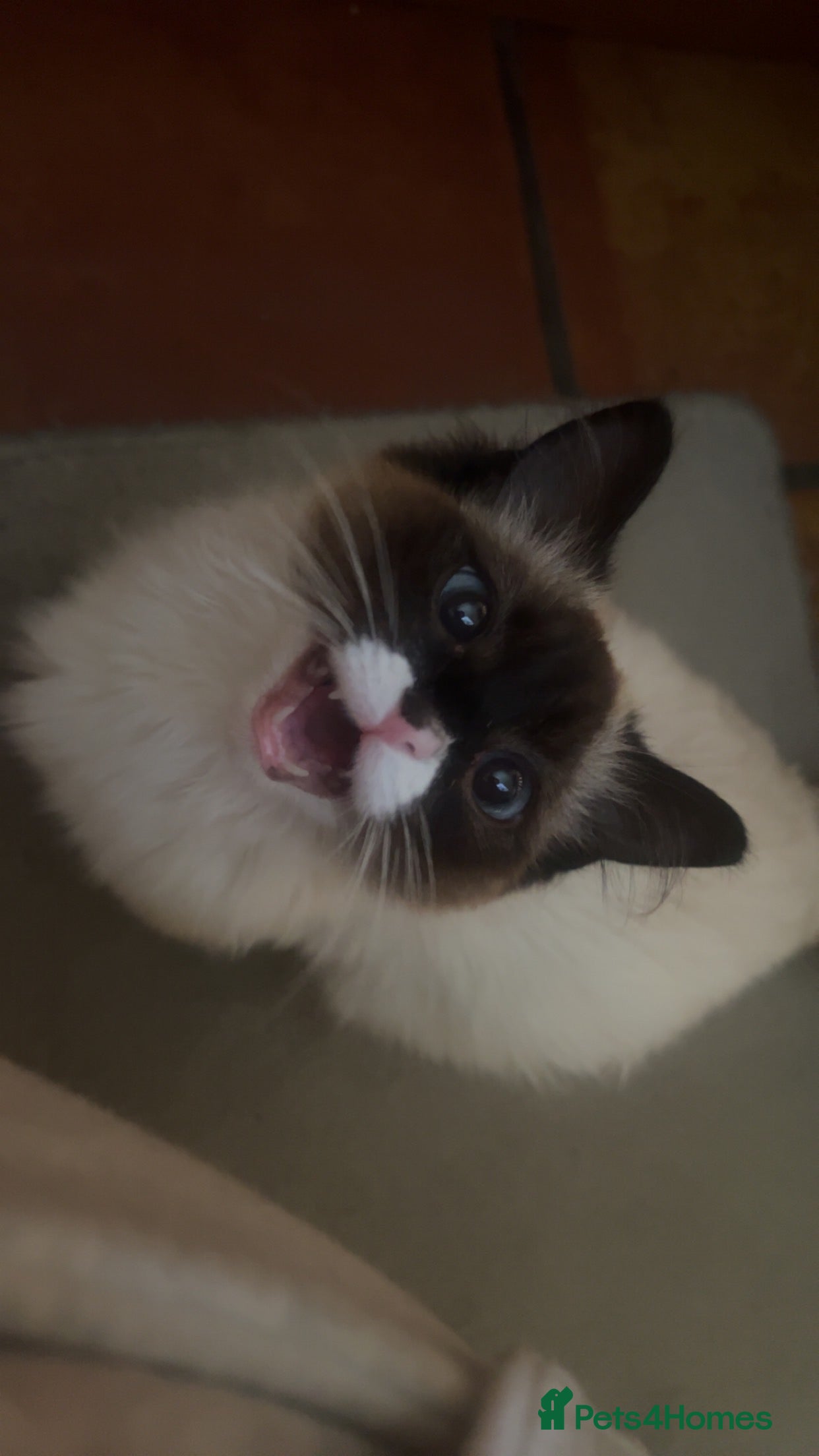 Ragdoll cats Ragdoll mix kittens - Advert 2