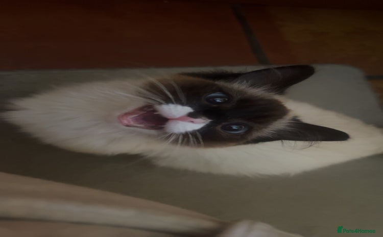 Ragdoll cats - Advert 14