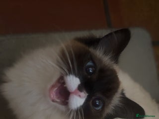Ragdoll cats for sale - Advert 1