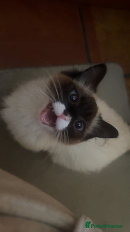 Ragdoll cats - Advert 14