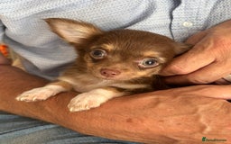 Chihuahua dogs for sale: Chihuahua long haired  - Image 5