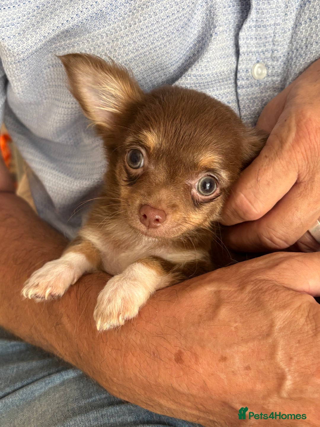 Chihuahua dogs for sale: Chihuahua long haired  - Image 5