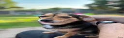 Mixed Breed dogs for sale: Dachshund cross and chihuahua  in Newcastle - Advert 2