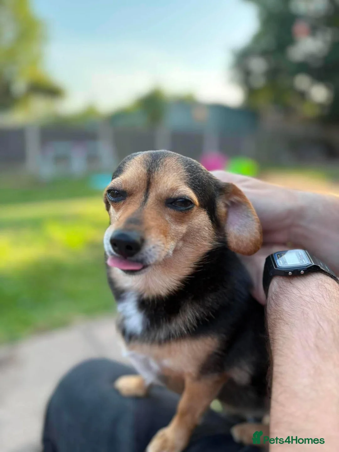 Mixed Breed dogs for sale: Dachshund cross and chihuahua  in Newcastle - Advert 2
