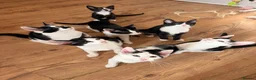Mixed Breed cats for sale: Peterbald x Kittens in Dalkeith - Advert 20