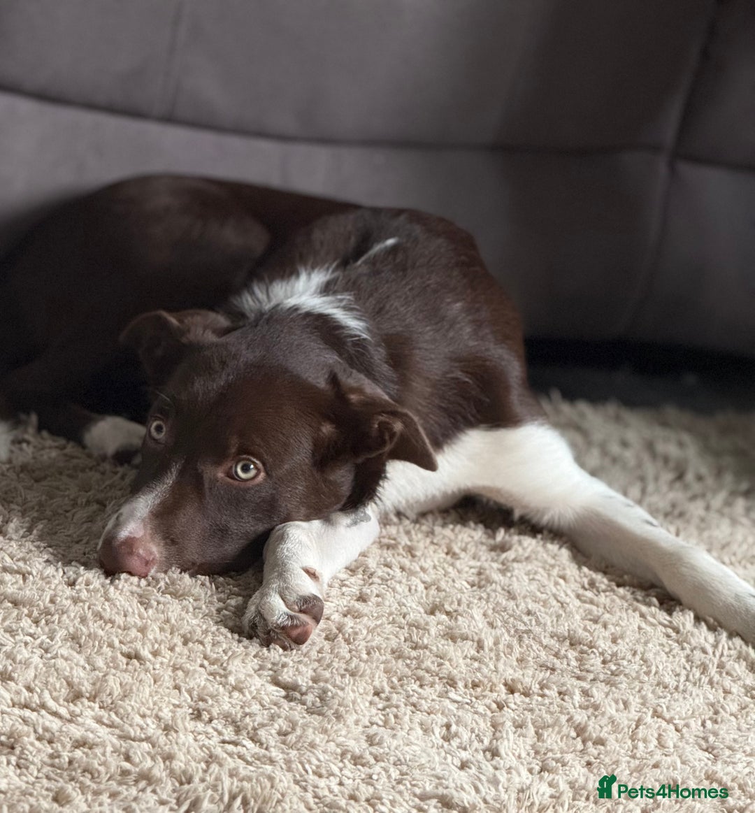 Border Collie dogs for sale: Rehoming my pup Ozzy  - Advert 2