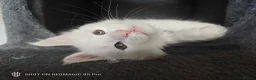 Maine Coon cats for sale: Maine coon Blue eyes + Long Hair in Burnley - Advert 22