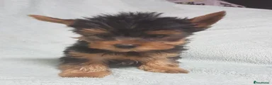 Yorkshire Terrier 1