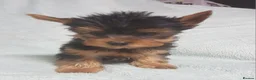 Yorkshire Terrier dogs for sale:   5 generation pedigree sertificate boy & girl  - Advert 16