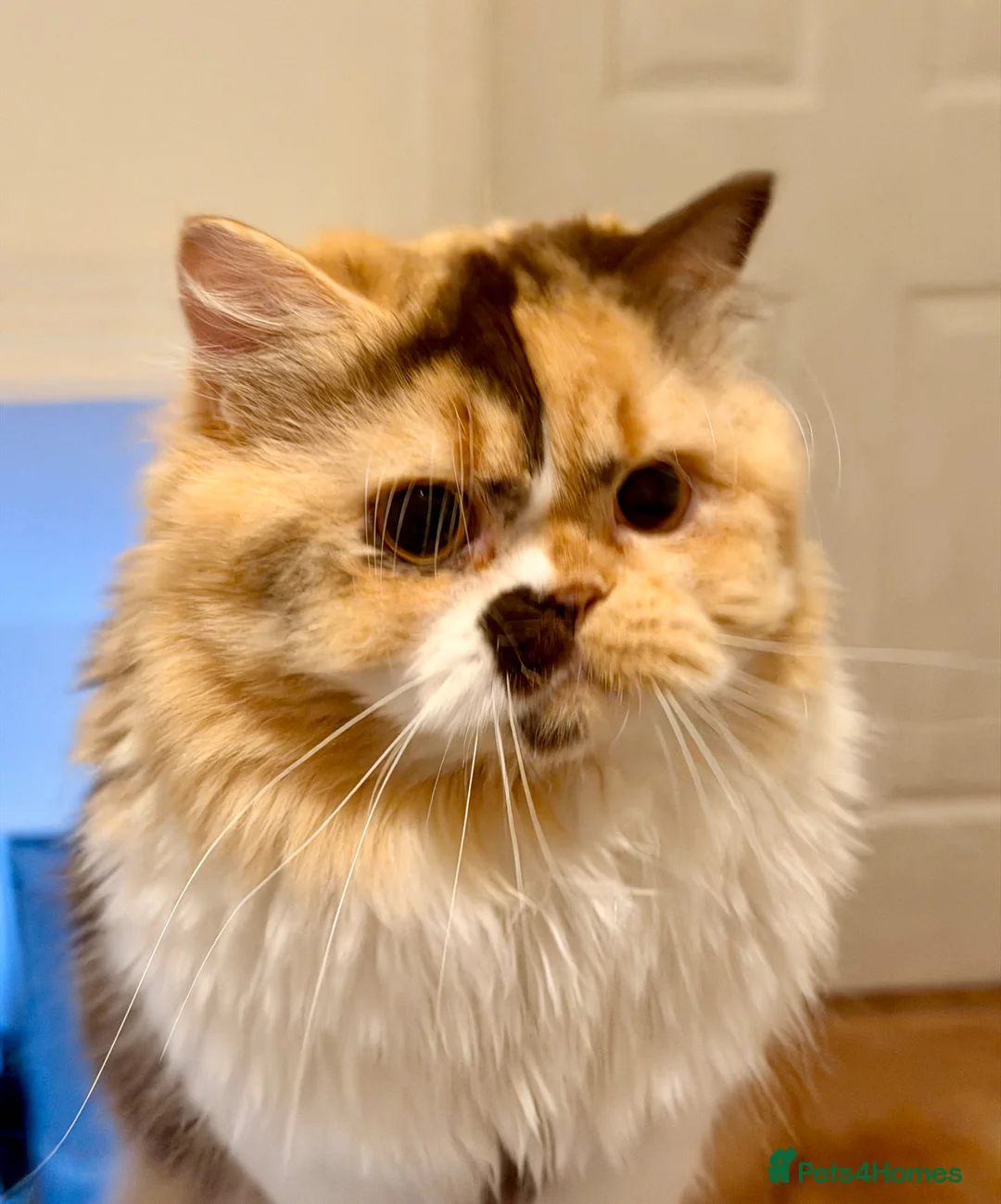 British Longhair cats for sale: Adult British Longhair TICA registered  - Advert 2