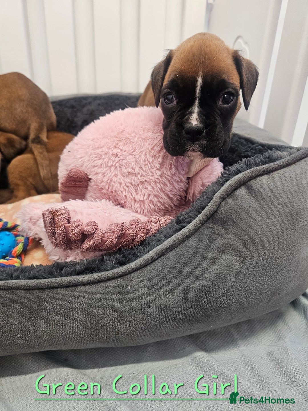 Boxer dogs for sale: Beautiful KC Registered Boxer Puppies - Advert 11