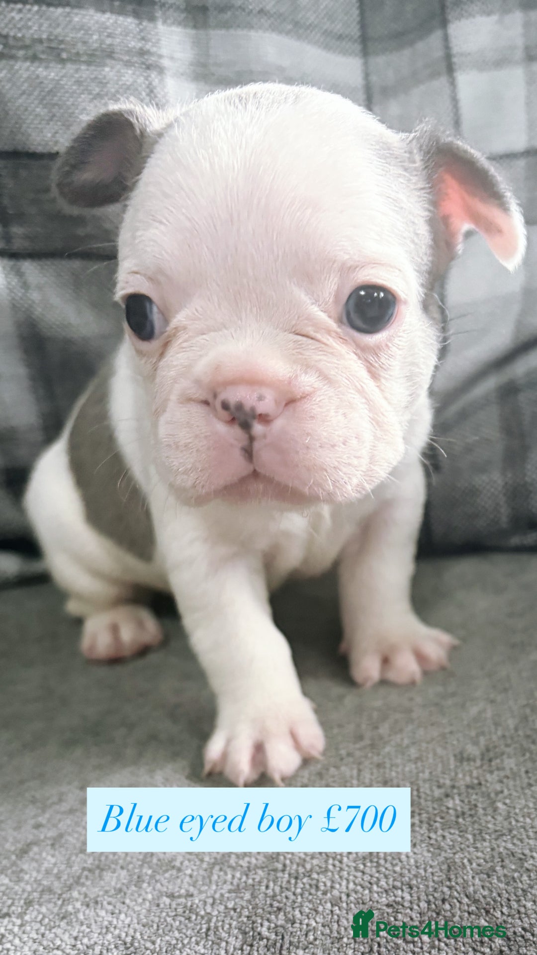 French Bulldog dogs for sale: French bulldog  - Image 19