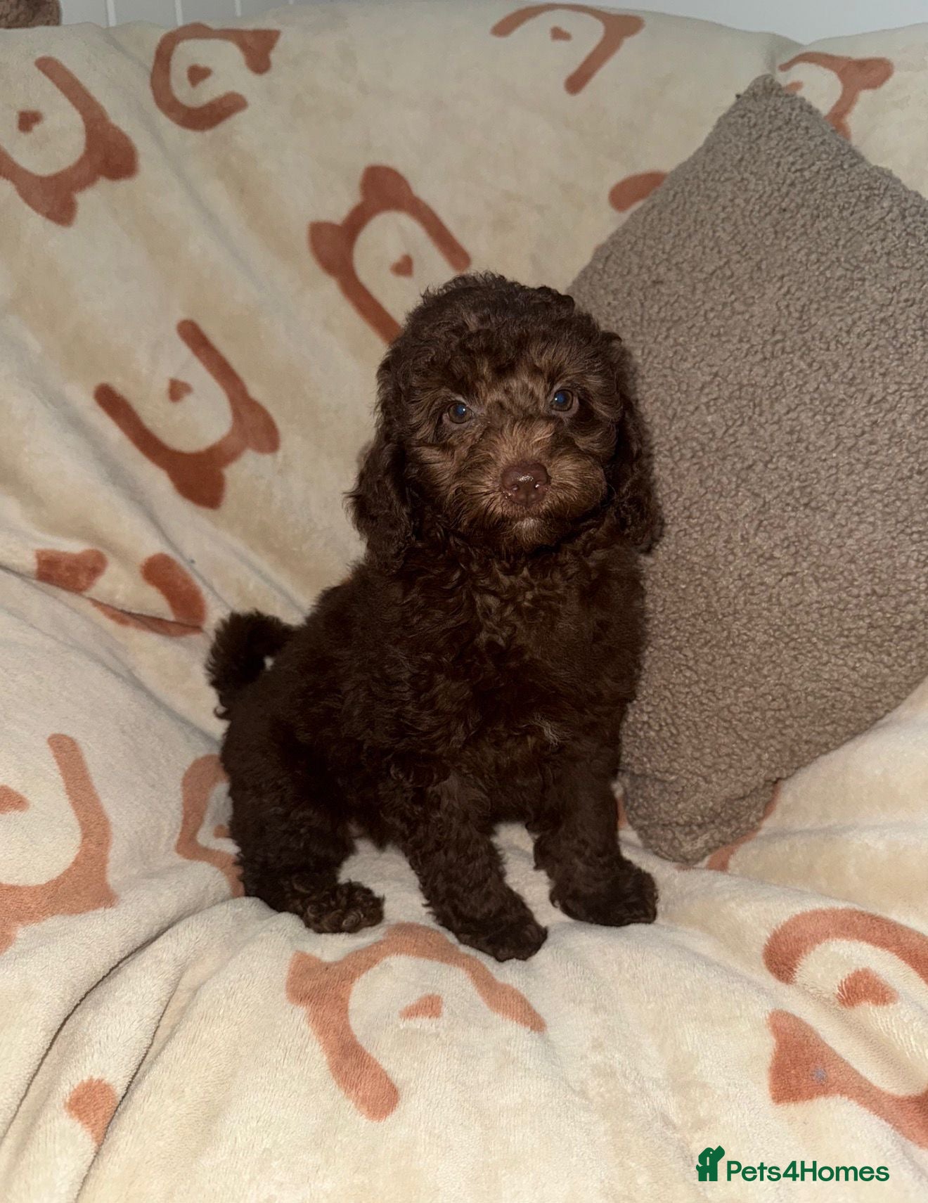 Miniature Poodle dogs 🩷💜Stunning Chocolate Mini Poodle Girls💛💜 - Advert 4