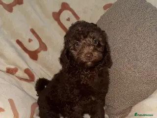 Miniature Poodle dogs 🩷💜Stunning Chocolate Mini Poodle Girls💛💜 - Advert 13