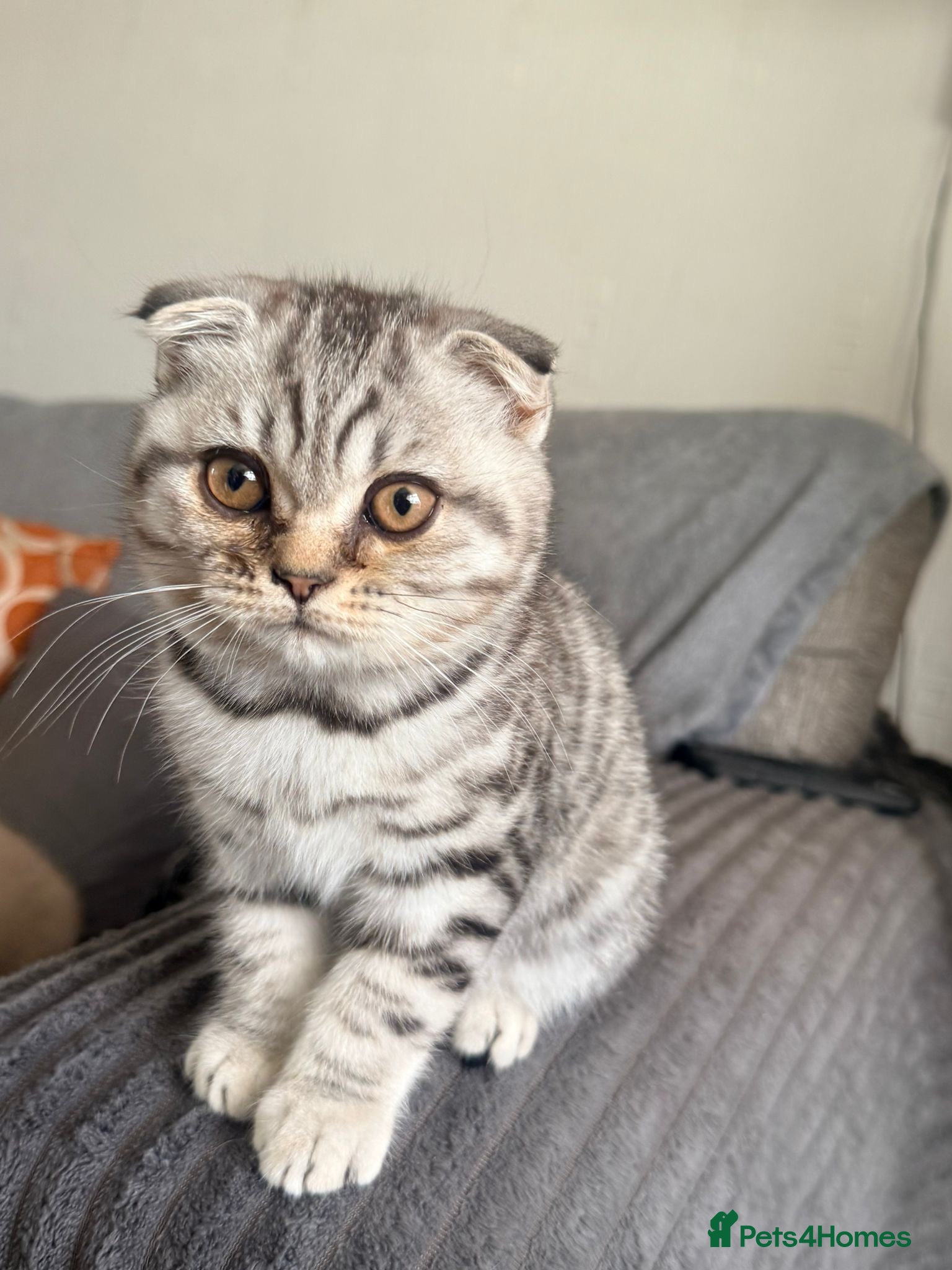Scottish Fold cats SCOTTISH FOLD X BRITISH SHORTHAIR KITTENS FOR SALE - Advert 4