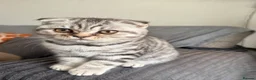 Scottish Fold cats for sale: SCOTTISH FOLD X BRITISH SHORTHAIR KITTENS FOR SALE in Rhyl - Advert 2