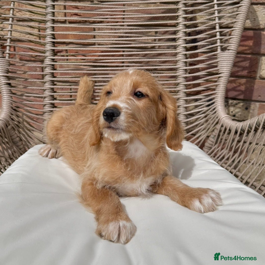 Mixed Breed dogs for sale: ⭐️⭐️Poogle Puppies (Beagle x Miniature Poodle)⭐️⭐️ - Advert 8