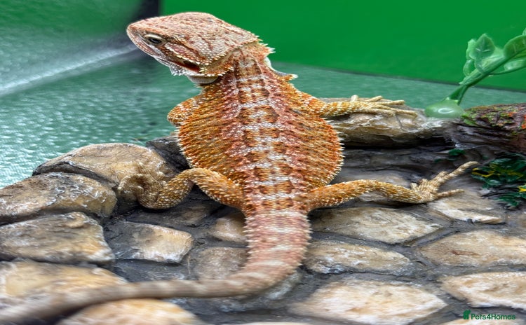 Bearded Dragon reptiles - Advert 1