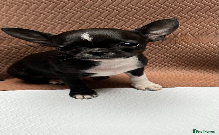 Chihuahua dogs - Advert 1