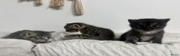 Mixed Breed cats for sale: STUNNING GREY AND WHITE TABBY BABIES FOR SALE✨ - Advert 5