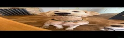 Double Doodle dogs for sale: Honey the Bernedoodle  - Advert 5