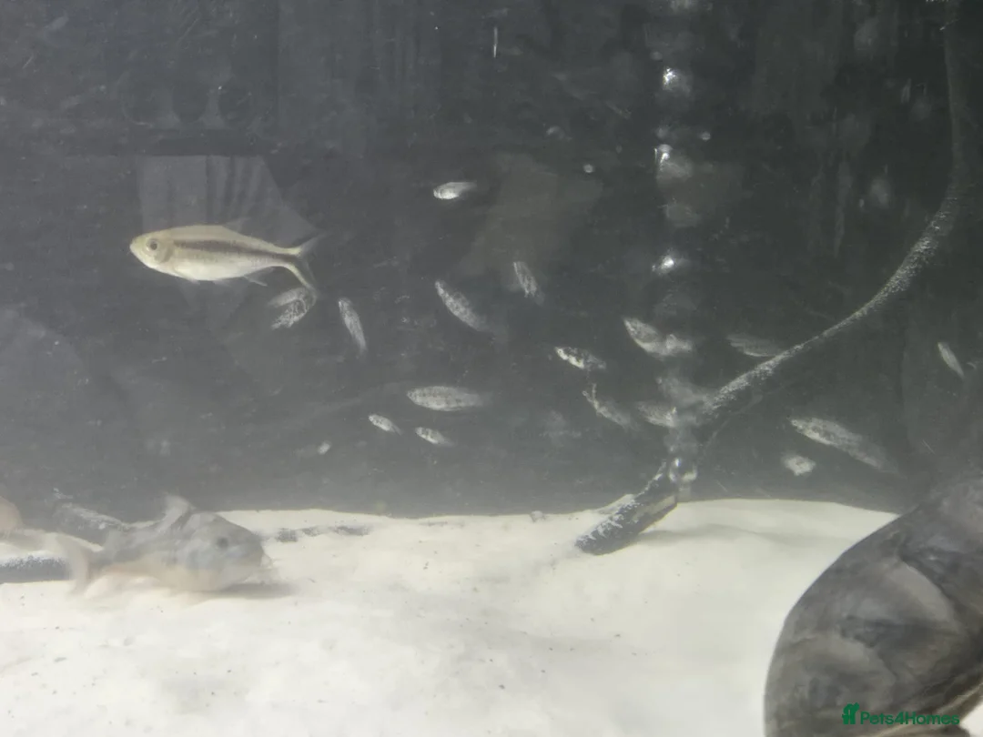Other/Mixed Breed fish for sale: Fluvel fish tank complete set up  - Advert 8