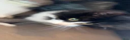 Mixed Breed cats for sale: Rescue cats and kittens 🧡 - Advert 5