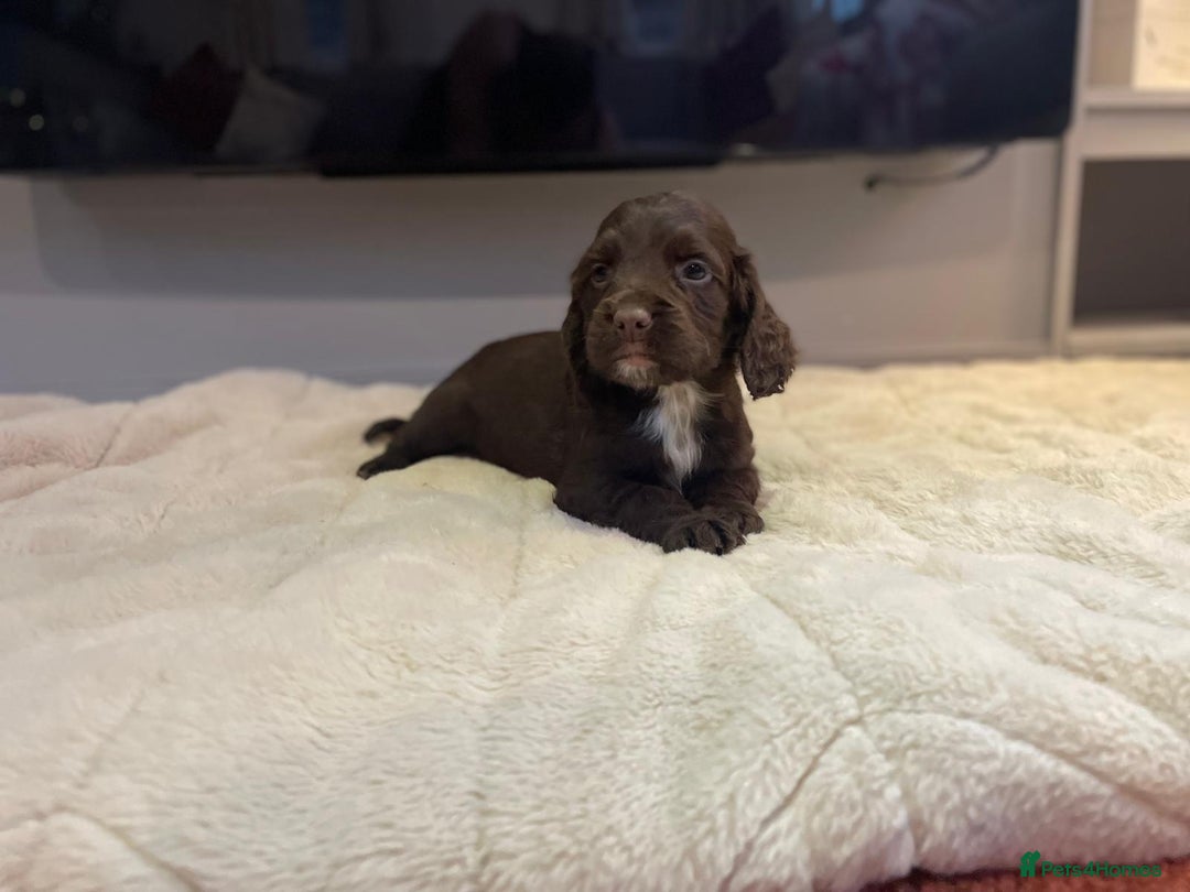 Cocker Spaniel dogs for sale: Cocker spaniel puppies ready to go now MERLE - Image 10